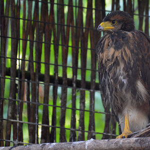 nachwuchs roter wüstenbussard