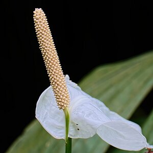 Image00007k