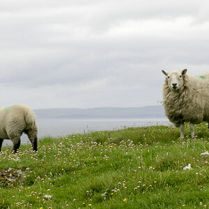 Shetland Schafe