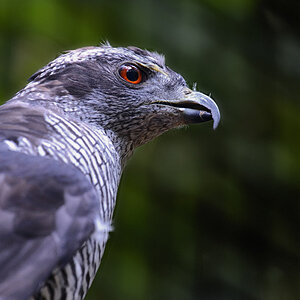 vogelpark habicht 1200