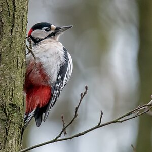 D50 6242 BuntspechtIA 1 2017