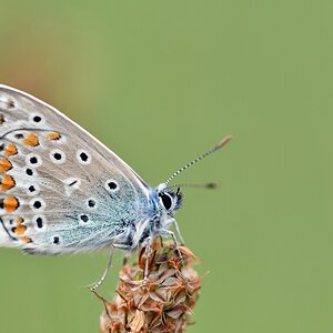 comp JEM 7328

Hauhechel-Bläuling von Heute morgen