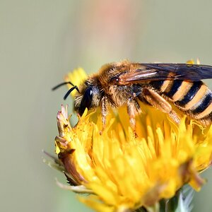 comp JEM 4696

gelbbindige Furchenbiene! Sehr selten
