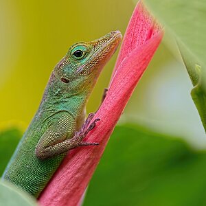 DSC 2547 v1k