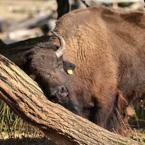 Bisons baum reiben 1200