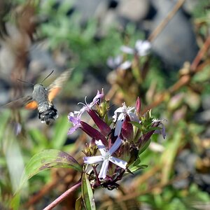comp JEM 7685

Taubenschwänzchen
