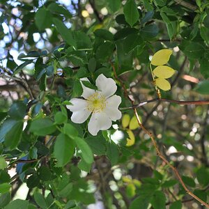 20180521 05 Wildrose