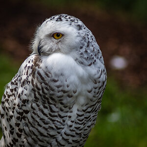 Schneeeule