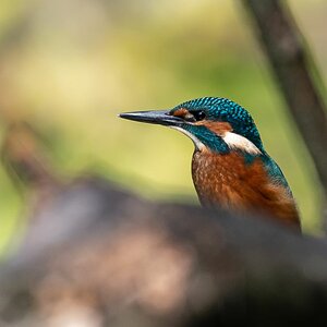 Eisvogel