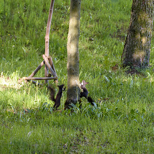 Eichörnchen