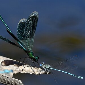 comp JEM 7294


Prachtlibelle mit Blauer Federlibelle