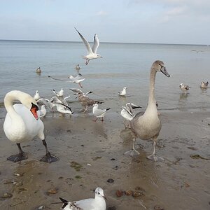 Vögel