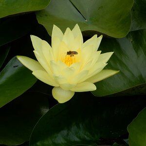 Seerose