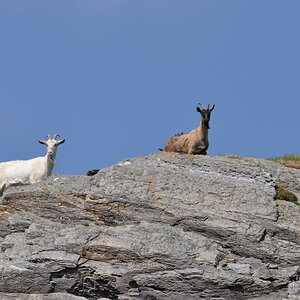Irish Wildlife