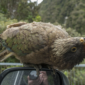 Kea