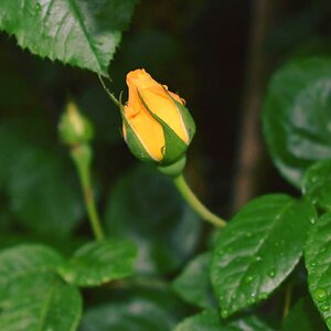 gelbe Rose