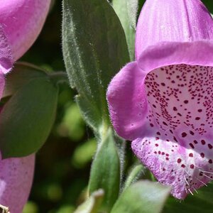 Eisenhut rosa