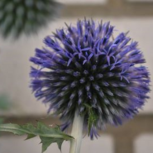 Distel blau