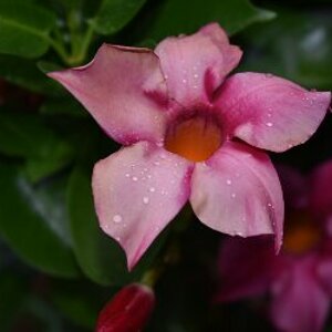 Clematis