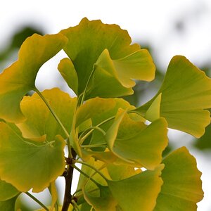 Ginkgobaum