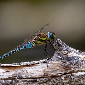 Libelle 2