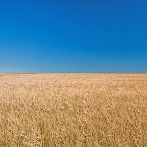 Erntewetter