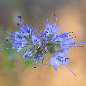 Phacelia