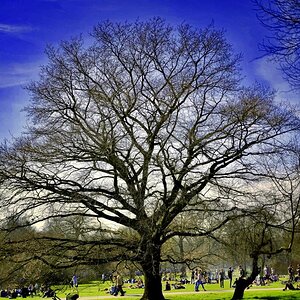 Baum 🌳, stark bearbeitet