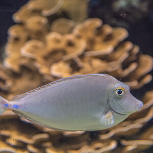 Aquazoo Fisch