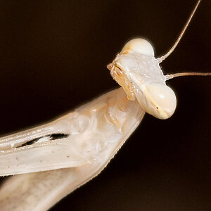 D75 8665 helle Mantis Ausschnitt 1200  Kreta 6 2018