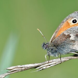 comp JEM 9175

Kleines Wiesenvögelchen