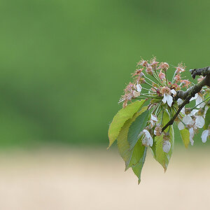 Frühling