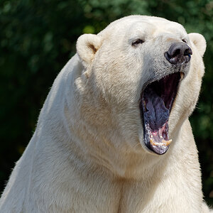 Eisbär