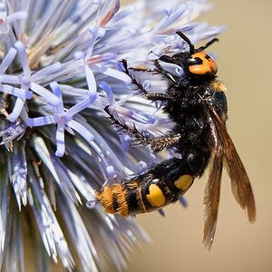 D75 8404 Dolchwespe IIA Kreta 6 2018