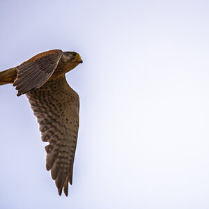 Turmfalke