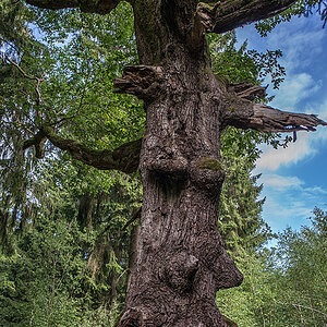 Eiche