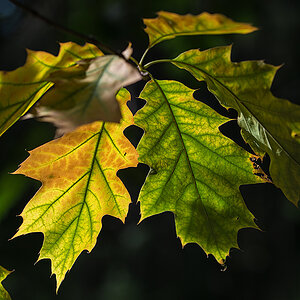 Herbstblatt