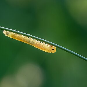 Gelbe Raupe LR