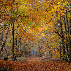 Herbstwald im Rhein-Main Gebiet