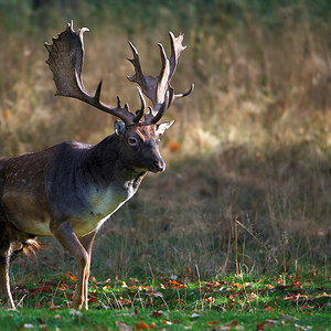 Damhirsch 4