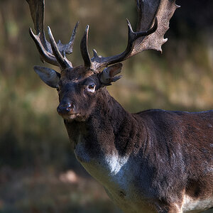 Damhirsch 6