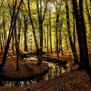 Herbstsonne