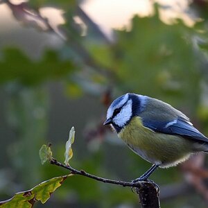 comp DSC 1255


Blaumeise
