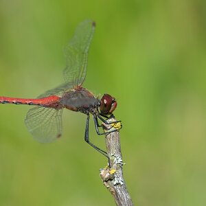 comp JEM 9952

Heidelibelle
