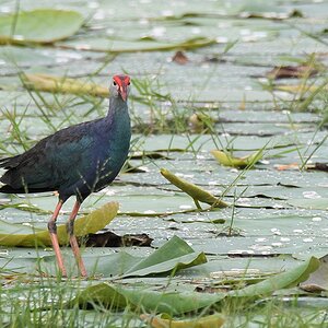 Purpurhuhn (purble swamphen) in der grauköpfigen Variante 

s516 bHabarana PurpleSwamphen 3649