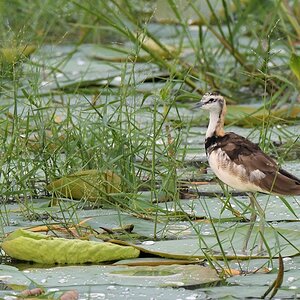 Fasanblatthühnchen im Schlichtkleid (pheasant-tailed Jacana)

s517 bHabarana Pheasant tailedJacana 3674