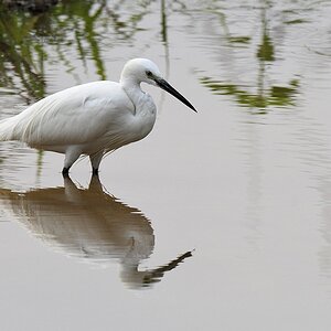 Seidenreiher (little egret)

s519 bHabarana LittleEgret 3747