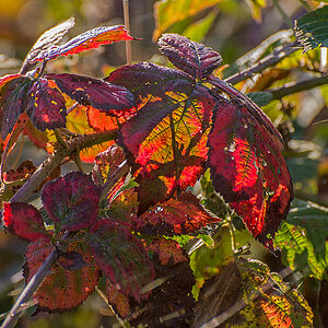 Brombeer