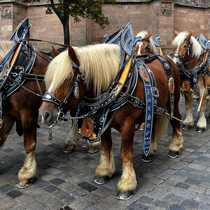 haflinger tucher