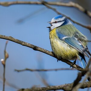 D50 2108 Blaumeise IA 3 2018